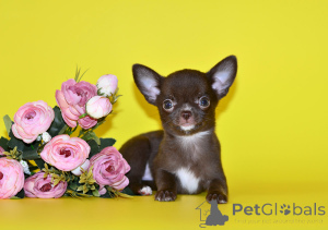 Photo №2 to announcement № 151569 for the sale of chihuahua - buy in Russian Federation from nursery, breeder
