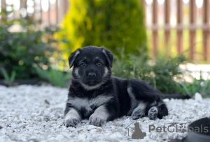 Photo №2 to announcement № 105669 for the sale of east-european shepherd - buy in Russian Federation breeder