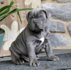 Photo №1. cane corso - for sale in the city of Victoria | negotiated | Announcement № 75136