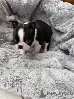 Photo №2 to announcement № 177753 for the sale of boston terrier - buy in Netherlands private announcement
