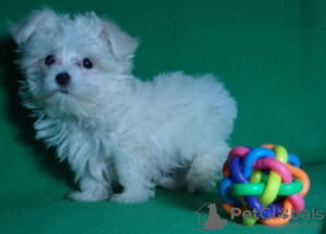 Photo №1. maltese dog - for sale in the city of Minsk | negotiated | Announcement № 42279