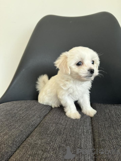 Additional photos: Maltese puppies