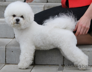 Additional photos: Adorable Bichon Frize puppies ready to move into a new home