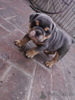 Photo №4. I will sell english bulldog in the city of Buion. private announcement - price - negotiated