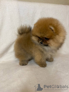 Photo №3. Pomeranian puppies for sale.. Germany