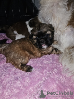 Photo №2 to announcement № 82236 for the sale of shih tzu - buy in United States private announcement