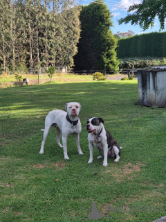 Photo №4. I will sell american bulldog in the city of Innsbruck. breeder - price - 376$