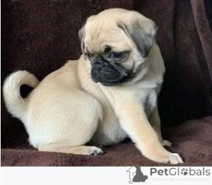 Photo №1. pug - for sale in the city of Goslar | 465$ | Announcement № 169477