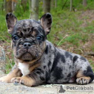 Photo №3. French bulldogs puppies for sale  Soni Loli and Lola. United States