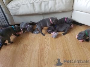 Photo №1. staffordshire bull terrier - for sale in the city of Deutsch-Wagram | negotiated | Announcement № 91594