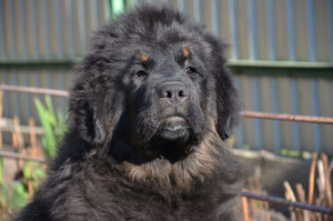 Photo №4. I will sell tibetan mastiff in the city of Kiev. breeder - price - 1000$