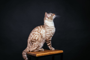 Photo №1. bengal cat - for sale in the city of Krasnoyarsk | Negotiated | Announcement № 4803