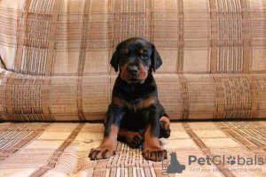 Photo №1. dobermann - for sale in the city of Kishinev | 158702$ | Announcement № 73896