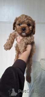 Photo №3. Yulia Kozhukhar. Belarus