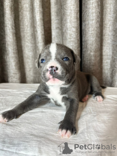 Photo №1. american staffordshire terrier - for sale in the city of Москва | 1106$ | Announcement № 120920