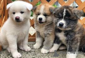 Photo №2 to announcement № 135924 for the sale of akita - buy in Germany 
