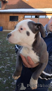 Photo №4. I will sell american staffordshire terrier in the city of Čelarevo.  - price - negotiated