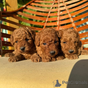 Photo №1. poodle (toy) - for sale in the city of Munich | negotiated | Announcement № 155637