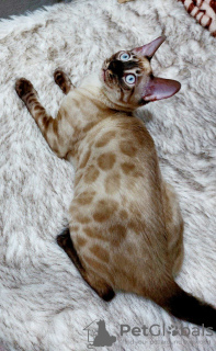 Photo №2 to announcement № 39989 for the sale of bengal cat - buy in Uzbekistan breeder