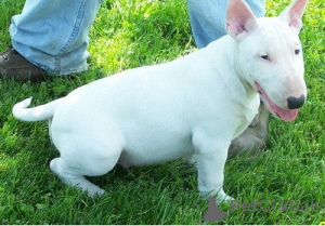 Photo №1. bull terrier - for sale in the city of Berlin | 774$ | Announcement № 160474