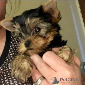 Photo №3. Puppy of the Yorkshire Terrier. Germany