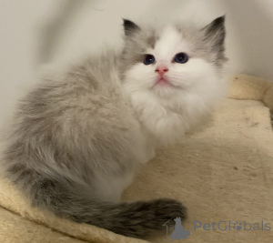 Photo №1. ragdoll - for sale in the city of WHANGANUI | 282$ | Announcement № 151111