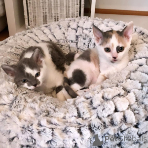 Photo №4. I will sell german rex in the city of Berlin. private announcement, breeder - price - 471$