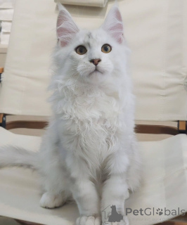 Photo №4. I will sell maine coon in the city of Karlovy Vary. breeder - price - negotiated