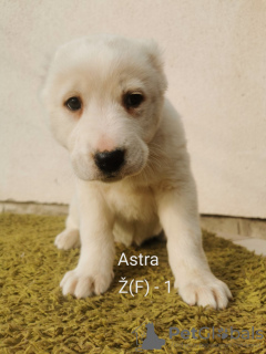 Photo №2 to announcement № 17029 for the sale of central asian shepherd dog - buy in Russian Federation from nursery
