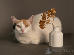 Photo №3. Affectionate and gentle kitty Snowflake is looking for a home. Russian Federation