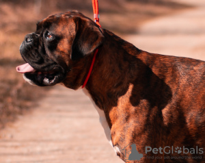 Photo №2 to announcement № 24788 for the sale of boxer - buy in Poland breeder