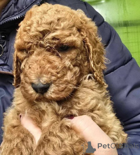 Photo №1. poodle (royal) - for sale in the city of Municipality of Zitiste | 1882$ | Announcement № 138675