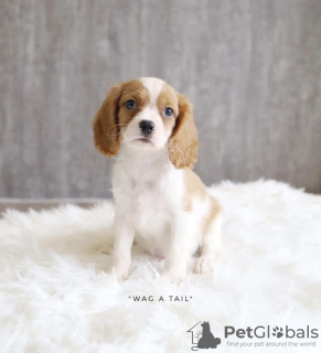 Photo №1. english cocker spaniel - for sale in the city of Mainz | 422$ | Announcement № 99573