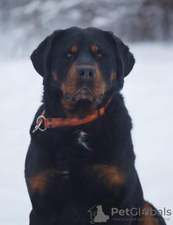 Photo №1. rottweiler - for sale in the city of St. Petersburg | Is free | Announcement № 97014