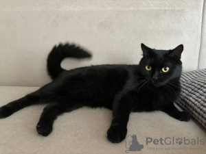 Photo №2 to announcement № 119562 for the sale of domestic cat - buy in Belarus 