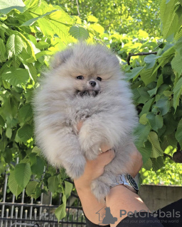 Photo №2 to announcement № 100839 for the sale of pomeranian - buy in Serbia breeder