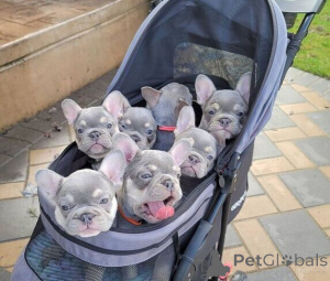 Photo №1. french bulldog - for sale in the city of Stockholm | negotiated | Announcement № 169764