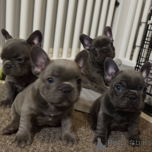 Photo №4. I will sell french bulldog in the city of Bundenbach. private announcement - price - negotiated