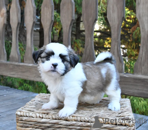 Photo №1. shih tzu - for sale in the city of Cavan | negotiated | Announcement № 158224