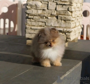 Photo №4. I will sell pomeranian in the city of TERNEUZEN. breeder - price - negotiated