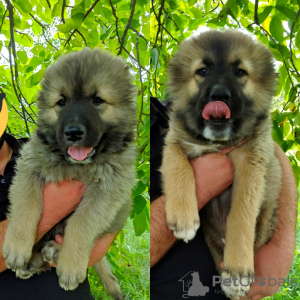 Photo №1. caucasian shepherd dog - for sale in the city of Kharkov | 257$ | Announcement № 13128