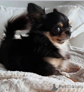 Photo №3. Hello everyone, I'm reaching out with a heavy heart. My sister recently passed. United States