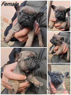 Additional photos: French bulldog Standard and exotic