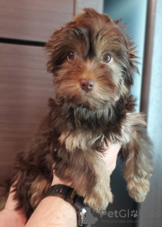 Photo №1. beaver yorkshire terrier - for sale in the city of Chernigov | 55$ | Announcement № 17945