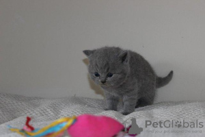 Photo №2 to announcement № 100291 for the sale of british shorthair - buy in Germany 