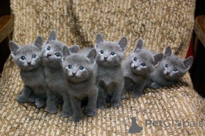 Photo №1. russian blue - for sale in the city of Stuhr | 329$ | Announcement № 148560