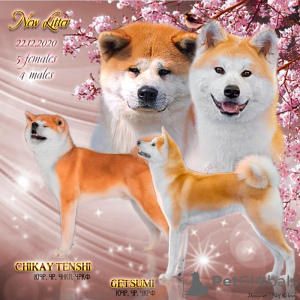 Photo №1. akita - for sale in the city of Novosibirsk | negotiated | Announcement № 8786