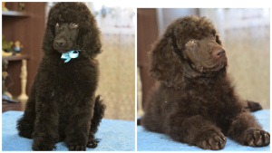 Photo №1. poodle (royal) - for sale in the city of Yaroslavl | 671$ | Announcement № 2402