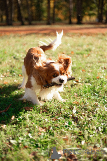 Photo №2. Mating service cavalier king charles spaniel. Price - negotiated