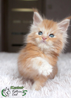 Photo №2 to announcement № 6467 for the sale of maine coon - buy in Russian Federation from nursery